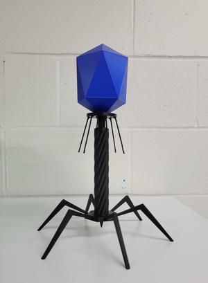 T4 Bacteriophage Model