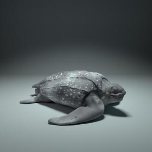 Leatherback Sea Turtle