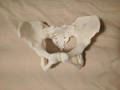 Smooth Female Pelvis And Sacrum