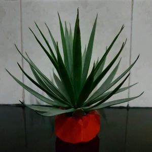 Hexagon Nut Planter