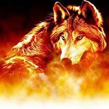 fire wolf   