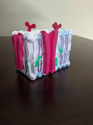 Cell Membrane Model