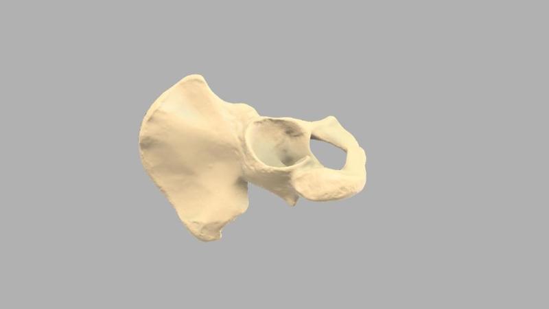 GIAA Bibliothèque Anatomique (Anatomic Library) - Os Coxal