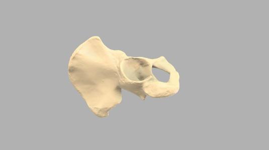 GIAA Bibliothèque Anatomique (Anatomic Library) - Os Coxal