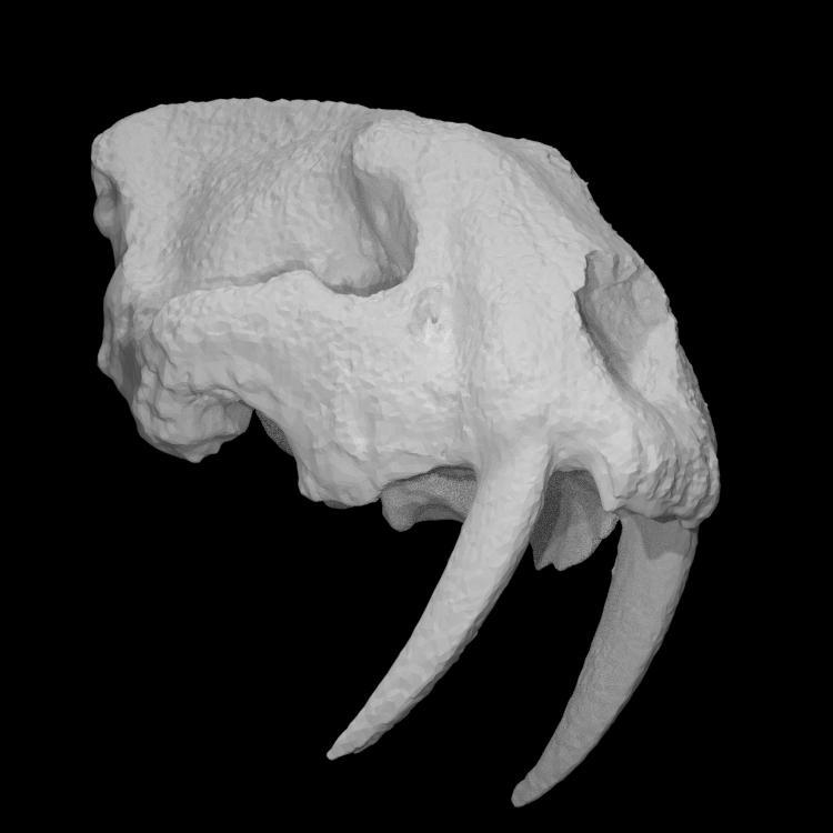 Smilodon