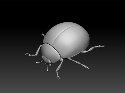 Coccinellidae - ladybird beetles