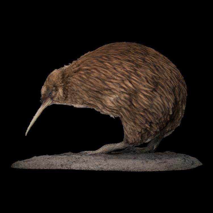 Kiwi