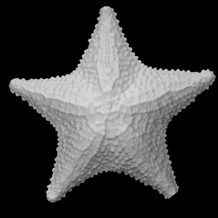 Asteroid: starfish or seastar