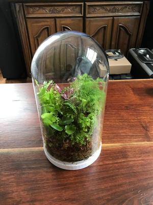 IKEA Plant Terrarium
