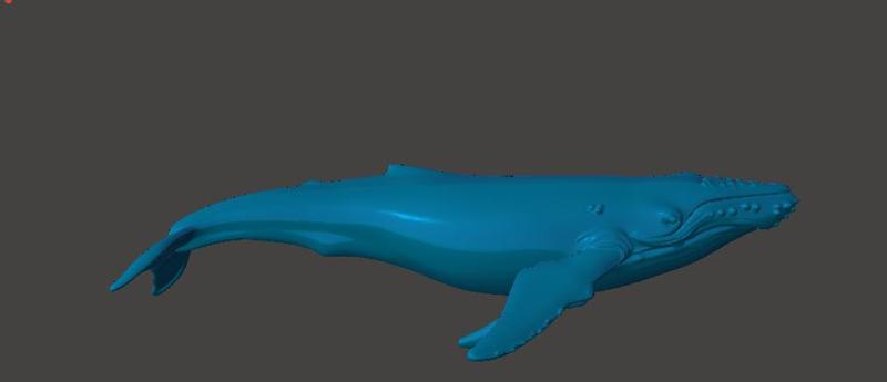 Humpback whale (Humpback whale)