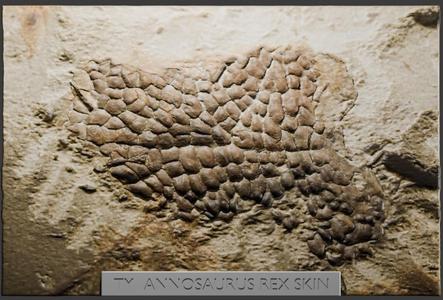 Tyrannosaurus Rex Skin Replica - High-Detail Dinosaur Skin Model