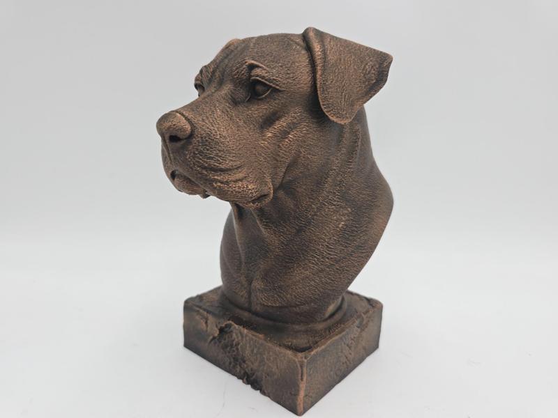 DOGO ARGENTINO BUST