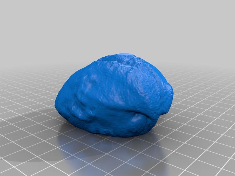 Brachiopod (Pentamerida)