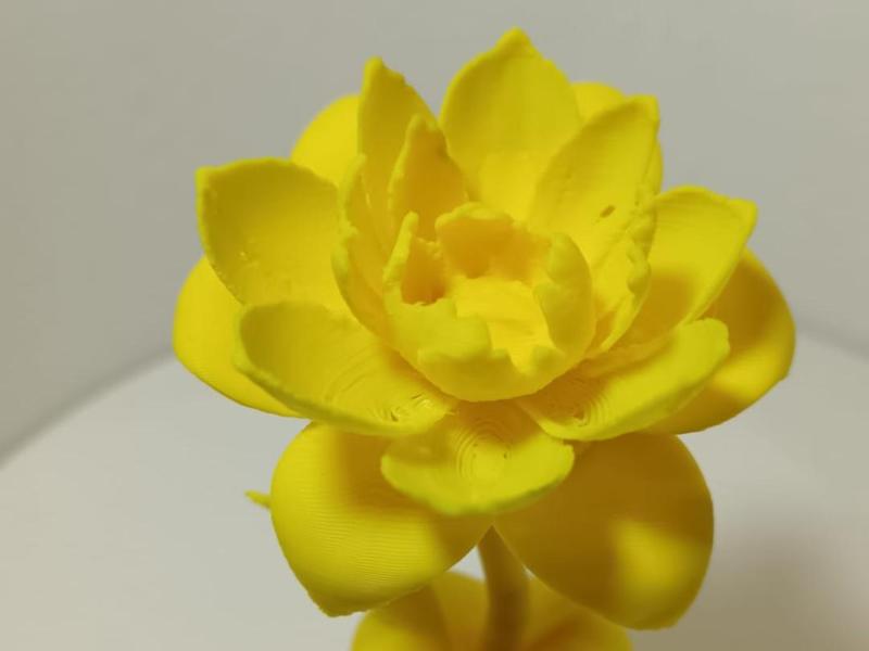 Heart Rose for Valentine's Day