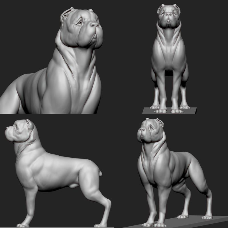 Cane Corso