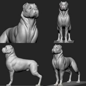 Cane Corso