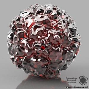 Rhinovirus Model