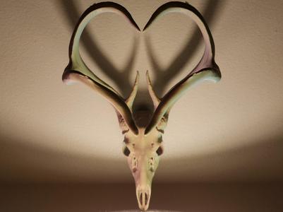 "Love" Deer Skull