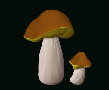 porcini mushroom model