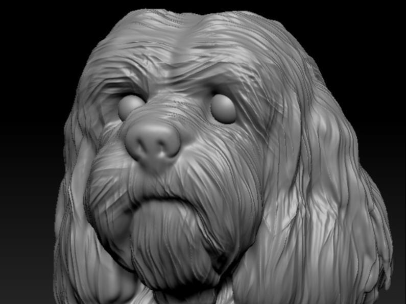 Dog12