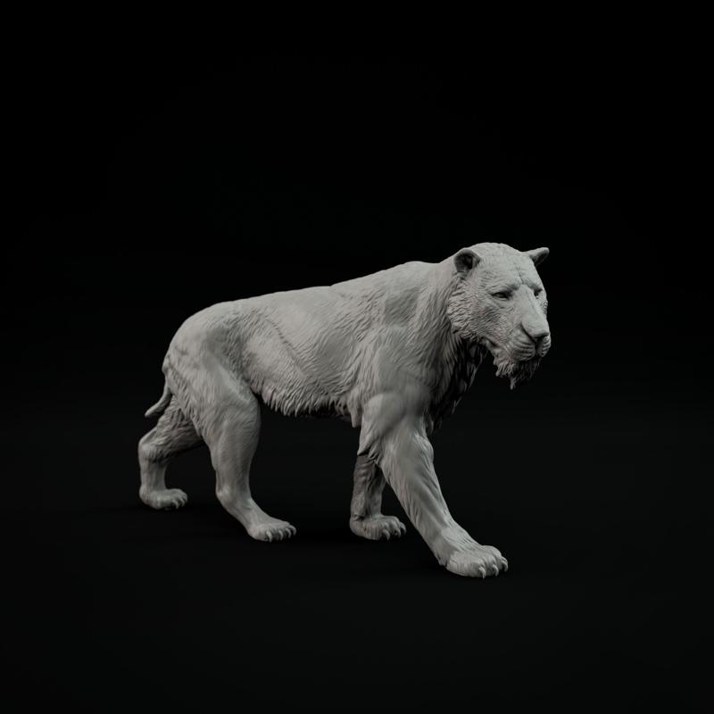 Homotherium walking 1-20 scale pre-supported prehistoric animal