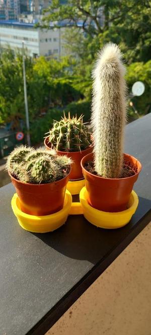 Porta Vasetti Piante Grasse