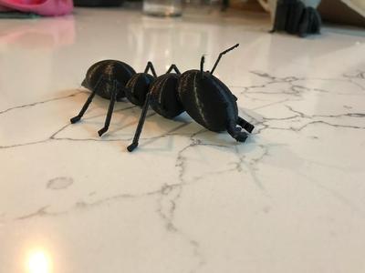 Ant 
