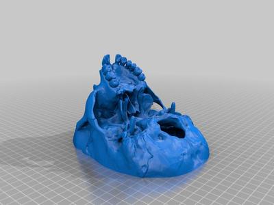 Skull and Teeth