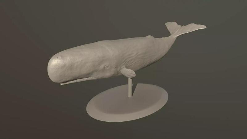 Physeter macrocephalus