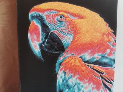 parrot