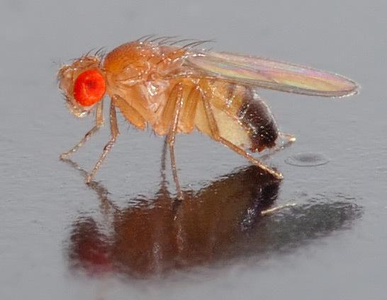 Fruit Fly Trap - Fruchtfliegenfalle