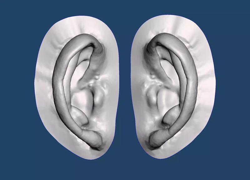 Natural human ear anatomy 06