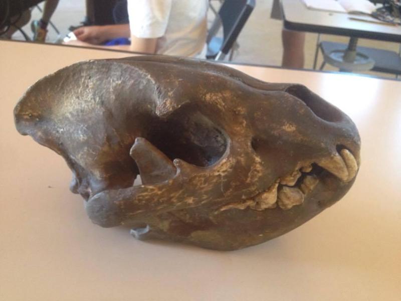 Iena (Pachycrocuta sp.)