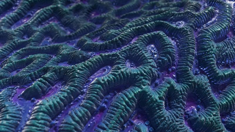 Coral texture roller