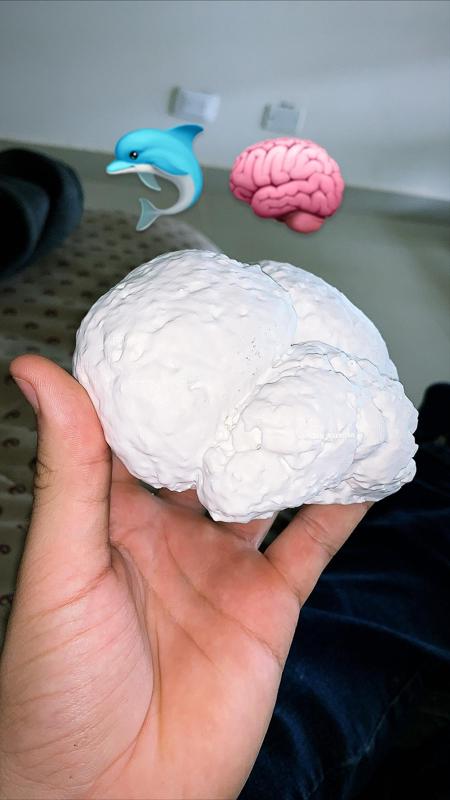Dolphin Brain MRI scan