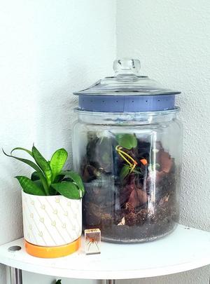 Jar Lid with Ventilation