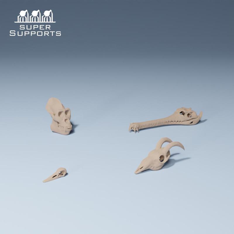 Animal skulls group 5