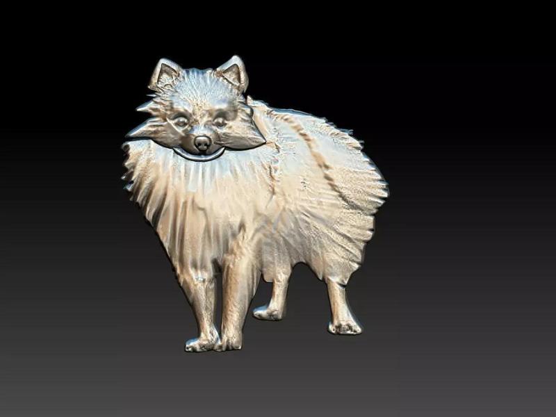 Pomeranian  - Lulu da Pomeriania - Dog Relief