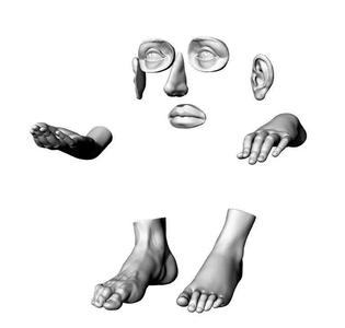 human body parts