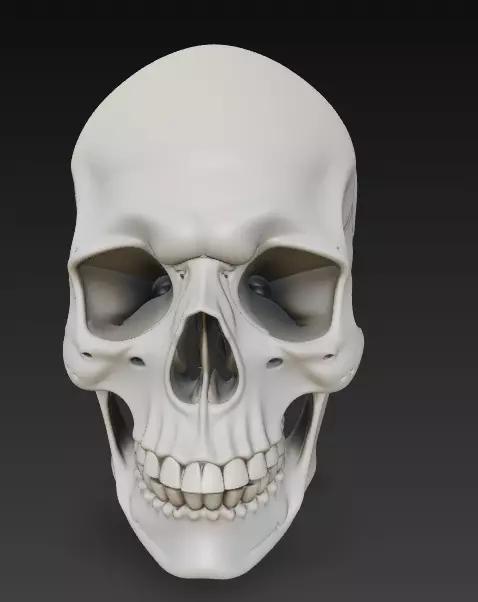 Anatomical Human Skull 3D Model - High Detail Print