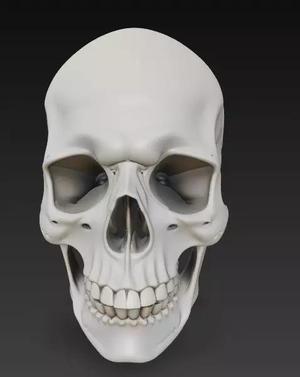 Anatomical Human Skull 3D Model - High Detail Print