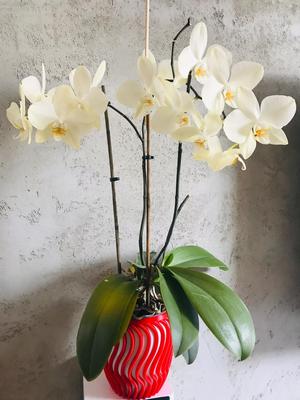 Flower pot