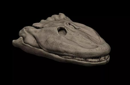 Tiktaalik Skull