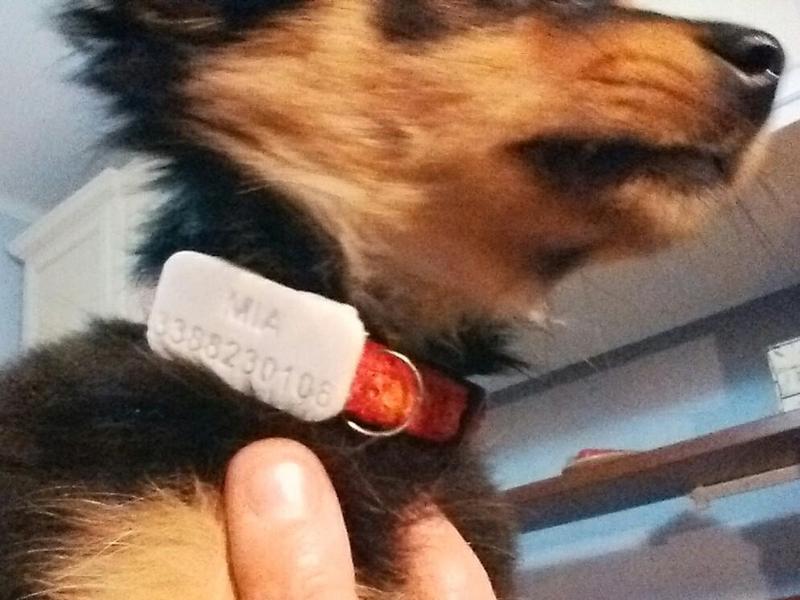 Targhetta per cane personalizzabile "Plate for dogs"