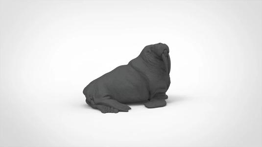 walrus