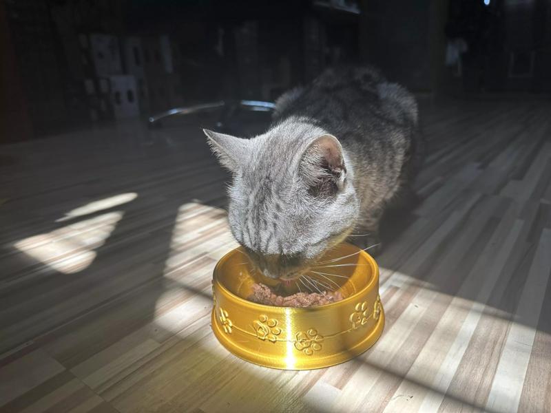 Cat Bowl