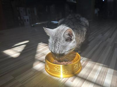 Cat Bowl
