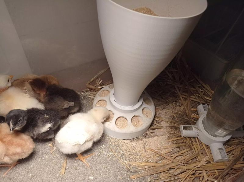 Food and water for the chicks Cibo e acqua per i pulcini