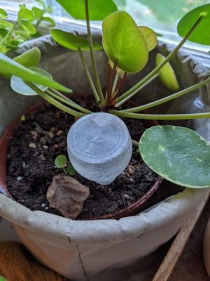 Plant Watering Bulb - Pear shaped