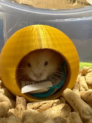 Hide Ball for Rat or Gecko